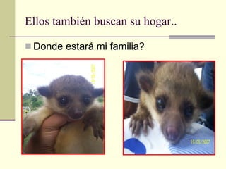 Ellos también buscan su hogar.. Donde estará mi familia? 