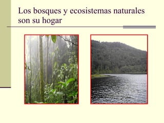 Los bosques y ecosistemas naturales son su hogar 