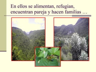 En ellos se alimentan, refugian, encuentran pareja y hacen familias … 