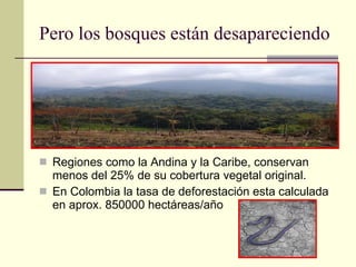 Pero los bosques están desapareciendo Regiones como la Andina y la Caribe, conservan menos del 25% de su cobertura vegetal original. En Colombia la tasa de deforestación esta calculada en aprox. 850000 hectáreas/año 