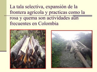 La tala selectiva, expansión de la frontera agrícola y practicas como la rosa y quema son actividades aún frecuentes en Colombia 