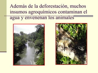 Además de la deforestación, muchos insumos agroquímicos contaminan el agua y envenenan los animales 