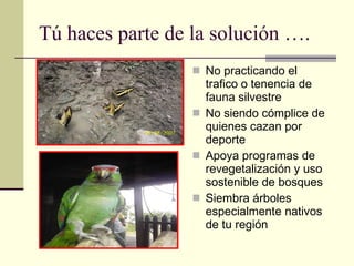 Tú haces parte de la solución …. No practicando el trafico o tenencia de fauna silvestre No siendo cómplice de quienes cazan por deporte Apoya programas de revegetalización y uso sostenible de bosques Siembra árboles especialmente nativos de tu región 