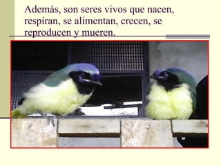 Además, son seres vivos que nacen, respiran, se alimentan, crecen, se reproducen y mueren. 