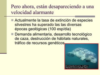 Pero ahora, están desapareciendo a una velocidad alarmante Actualmente la tasa de extinción de especies silvestres ha superado las las diversas épocas geológicas (100 esp/dia) Demanda alimentaria, desarrollo tecnológico de caza, destrucción de hábitats naturales, tráfico de recursos genéticos.  