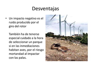 Desventajas Un impacto negativo es el ruido producido por el giro del rotorTambién ha de tenerse especial cuidado a la hora de seleccionar un parque si en las inmediaciones habitan aves, por el riesgo mortandad al impactar con las palas.