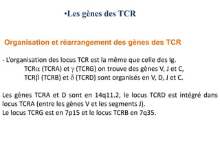 •Les gènes des TCR


Organisation et réarrangement des gènes des TCR

- L’organisation des locus TCR est la même que celle des Ig.
        TCR (TCRA) et (TCRG) on trouve des gènes V, J et C,
        TCR (TCRB) et (TCRD) sont organisés en V, D, J et C.

Les gènes TCRA et D sont en 14q11.2, le locus TCRD est intégré dans
locus TCRA (entre les gènes V et les segments J).
Le locus TCRG est en 7p15 et le locus TCRB en 7q35.
 