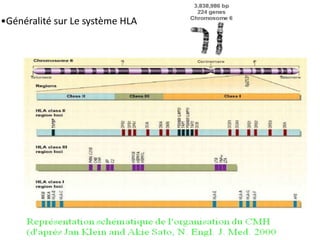 •Généralité sur Le système HLA