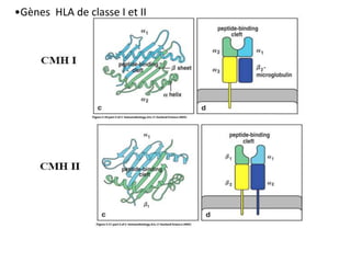 •Gènes HLA de classe I et II