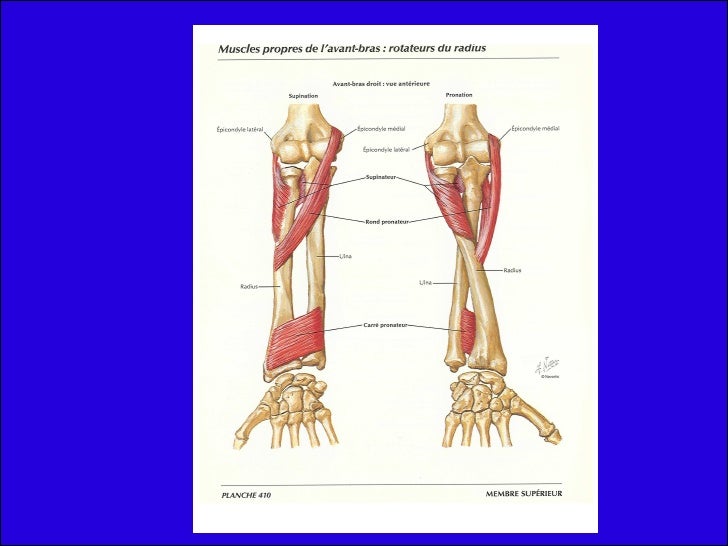 Os De L Avant Bras En 4 Lettres fractures diaphysaires des os de l'avant bras