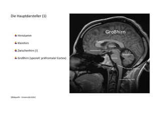 Die Hauptdarsteller (1)




        Hirnstamm

        Kleinhirn

        Zwischenhirn (!)

        Großhirn (speziell: präfrontaler Cortex)




[Bildquelle: Universität Köln]
 