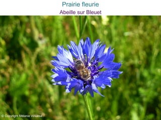 Abeille sur Bleuet
© Copyright Mélanie Vinuesa
Prairie fleurie
 