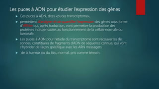 Les puces à ADN pour étudier l’expression des gènes
 Ces puces à ADN, dites «puces transcriptome»,
 permettent d’analyser et de quantifier l’expression des gènes sous forme
d’ARNm qui, après traduction, vont permettre la production des
protéines indispensables au fonctionnement de la cellule normale ou
tumorale.
 Les puces à ADN pour l’étude du transcriptome sont recouvertes de
sondes, constituées de fragments d’ADN de séquence connue, qui vont
s’hybrider de façon spécifique avec les ARN messagers
 de la tumeur ou du tissu normal, pris comme témoin.
 