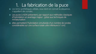 1. La fabrication de la puce
 Les brins synthétiques utilisés, ceux dont on connaît la séquence,
s'appellent des sondes.
 Les puces à ADN présentent, par rapport aux méthodes classiques
d'hybridation un avantage majeur : grâce aux techniques de
miniaturisation
 elles permettent l'hybridation simultanée d'un nombre de sondes
considérables sur une surface totale utile inférieure à 1 cm2.
 