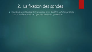 2. La fixation des sondes
 Il existe deux méthodes : le transfert de brins d'ADN (« off chip synthetis
») ou sa synthèse in situ (« Light directed in situ synthesis »).
 