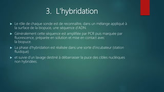 3. L'hybridation
 Le rôle de chaque sonde est de reconnaître, dans un mélange appliqué à
la surface de la biopuce, une séquence d'ADN.
 Généralement cette séquence est amplifiée par PCR puis marquée par
fluorescence, préparée en solution et mise en contact avec
la biopuce.
 La phase d'hybridation est réalisée dans une sorte d'incubateur (station
fluidique)
 et suivie d'un lavage destiné à débarrasser la puce des cibles nucléiques
non hybridées.
 