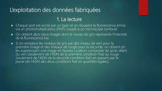 L’exploitation des données fabriquées
1. La lecture
 Chaque spot est excité par un laser et on récupère la fluorescence émise
via un photomultiplicateur (PMT) couplé à un microscope confocal.
 On obtient alors deux images dont le niveau de gris représente l'intensité
de la fluorescence lue.
 Si on remplace les niveaux de gris par des niveau de vert pour la
première image et des niveaux de rouge pour la seconde, on obtient en
les superposant une image en fausses couleurs composée de spots allant
du vert (seulement de l'ADN de la première condition fixé) au rouge
(seulement de l'ADN de la seconde condition fixé) en passant par le
jaune (de l'ADN des deux conditions fixé en quantités égales).
 