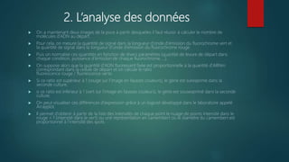 2. L’analyse des données
 On a maintenant deux images de la puce à partir desquelles il faut réussir à calculer le nombre de
molécules d'ADN au départ.
 Pour cela, on mesure la quantité de signal dans la longueur d'onde d'émission du fluorochrome vert et
la quantité de signal dans la longueur d'onde d'émission du fluorochrome rouge.
 Puis on normalise ces quantités en fonction de divers paramètres (quantité de levure de départ dans
chaque condition, puissance d'émission de chaque fluorochrome, ...).
 On suppose alors que la quantité d'ADN fluorescent fixée est proportionnelle à la quantité d'ARNm
correspondant dans la cellule de départ et on calcule le ratio
fluorescence rouge / fluorescence verte.
 Si ce ratio est supérieur à 1 (rouge sur l'image en fausses couleurs), le gène est surexprimé dans la
seconde culture,
 si ce ratio est inférieur à 1 (vert sur l'image en fausses couleurs), le gène est sousexprimé dans la seconde
culture.
 On peut visualiser ces différences d'expression grâce à un logiciel développé dans le laboratoire appelé
Arrayplot.
 Il permet d'obtenir à partir de la liste des intensités de chaque point le nuage de points intensité dans le
rouge = f (intensité dans le vert) ou une représentation en camembert où le diamètre du camembert est
proportionnel à l'intensité des spots.
 