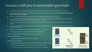 Les puces a ADN pour la caracterisation genomique
 Les puces à ADN sont aussi utilisées pour caractériser la partie variable du génome d’un clone.
 Ces puces « biodiversité » portent des sondes correspondant à des gènes qui ne sont pas présents dans
tous les isolats d’une espèce
 Elles sont établies à partir de la comparaison des séquences de plusieurs génomes.
 Par une seule expérience d’hybridation, ces puces permettent d’établir une véritable empreinte digitale
correspondant aux gènes présents ou absents dans un clone.
 les puces à ADN apportent une information fonctionnelle sur la nature des gènes qui différencient deux
isolats
 Ces résultats peuvent être comparés aux données phénotypiques sur les souches, notamment en relation
avec leur virulence.
 Détection de régions chromosomiques spécifiques d’un isolat.
1. L’ADN de la souche à analyser et un ADN de référence
sont marqués par des fluorophores ayant des propriétés
spectrales différentes.
1. La puce à ADN est hybridée avec un mélange
des deux ADN marqués.
1. Après analyse aux deux longueurs d’onde d’émission de fluorescence,
 les sondes absentes de la souche analysée n’émettront que
 pour la longueur d’onde du fluorophore de l’ADN de référence.
 