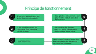 Les plantes interviennent alors
pour fixer les produits issus de la
Minéralisation.
Les nutriments présents et CO2 vont
être assimilés par les plantes pour
permettre leur croissance.
Les différents sels minéraux
et le CO2 seront transformés en
tissu organique pour la plante.
L'eau arrive au bassin avec une
profondeur moins importante.
La photosynthèse.
Principedefonctionnement
Cette faible profondeur est
importante pour permettre
l'action du soleil.
1
2
3
6
5
4
11
 