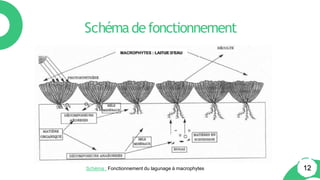 Schémadefonctionnement
MACROPHYTES : LAITUE D’EAU
12
Schéma : Fonctionnement du lagunage à macrophytes
 