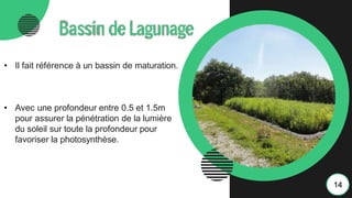 Bassin deLagunage
• Il fait référence à un bassin de maturation.
• Avec une profondeur entre 0.5 et 1.5m
pour assurer la pénétration de la lumière
du soleil sur toute la profondeur pour
favoriser la photosynthèse.
14
 