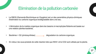 Eliminationdelapollutioncarbonée
• La DBO5 (Demande Biochimique en Oxygène) est un des paramètres physico-chimiques
d'estimation du carbone organique biodégradable dans une eau.
• L'élimination de la matière organique dans les bassins à macrophytes flottants est basée sur
une relation plantes-bactéries.
• Bactéries + O2 (photosynthèse) dégradation du carbone organique.
• En retour, les sous-produits de cette réaction tels que NH4+ et le CO2 sont utilisés par la plante.
27
 