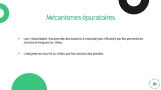 • Les mécanismes réactionnels des bassins à macrophytes influencé par les paramètres
physico-chimiques du milieu.
• L'oxygène est fournit au milieu par les racines des plantes.
Mécanismes épuratoires
30
 