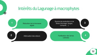 Intérêts duLagunageàmacrophytes
Source de production et de
fibres (fourrage, biogaz,
compost,…)
Réduction de la biomasse
algale
Fertilisation des terres
cultivées
Atténuation des odeurs
1
2
3
4
32
 