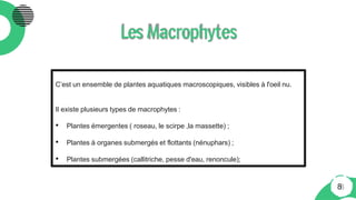 Les Macrophytes
C’est un ensemble de plantes aquatiques macroscopiques, visibles à l'oeil nu.
Il existe plusieurs types de macrophytes :
• Plantes émergentes ( roseau, le scirpe ,la massette) ;
• Plantes à organes submergés et flottants (nénuphars) ;
• Plantes submergées (callitriche, pesse d'eau, renoncule);
8
 