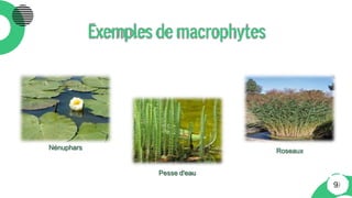 Exemplesdemacrophytes
Nénuphars Roseaux
Pesse d'eau
9
 