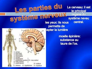  Les parties du système nerveuxLe cerveau: il est le principal organe du système neveu central.  les yeux: ils nous permette de capter la lumière    moelle épinière: substance au taure de l’os.  