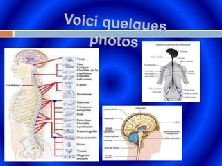 Voici quelques photos