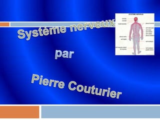 Système nerveux   par  Pierre Couturier 