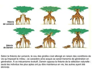 Selon la théorie de Lamarck, le cou des girafes s’est allongé en raison des conditions de vie qu’imposait le milieu ; ce caractère ainsi acquis se serait transmis de génération en génération. À ce mécanisme évolutif, Darwin opposa la théorie de la sélection naturelle : seuls les individus les plus aptes ont pu être maintenus en vie, les autres ayant été éliminés