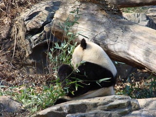 Der Pandabär