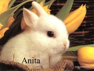 Anita www.nardonardo.it 