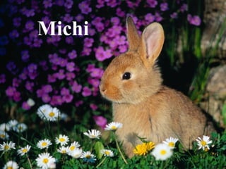 Michi 