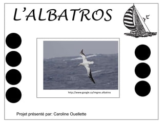 L’ALBATROS



                            http://www.google.ca/imgres.albatros




Projet présenté par: Caroline Ouellette
 