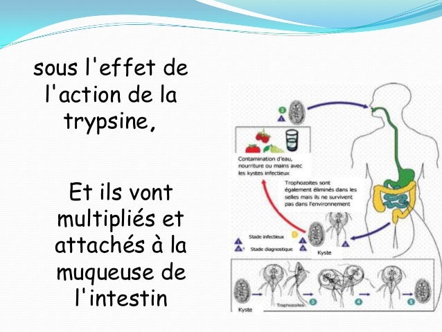 Comme sans analyses apprendre que chez la personne les helminthes