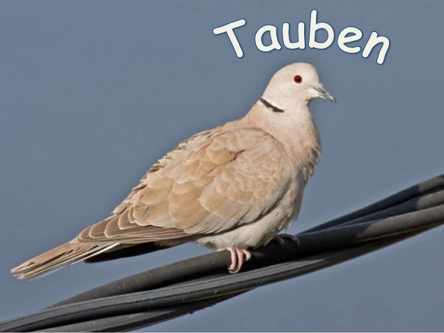 „Columbidae“ (Tauben)

Überklasse:
Reihe:
Klasse:
Ordnung:
Familie:

Kiefermäuler (Gnathostomata)
Landwirbeltiere (Tetrapo...