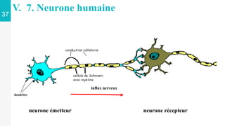 37
V. 7. Neurone humaine
neurone émetteur
influx nerveux
neurone récepteur
dendrites
 