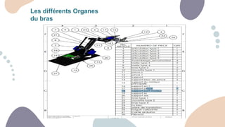 Les différents Organes
du bras
 