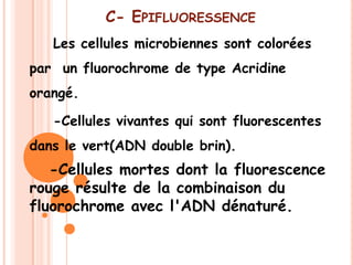 C- EPIFLUORESSENCE
   Les cellules microbiennes sont colorées
par un fluorochrome de type Acridine
orangé.

   -Cellules vivantes qui sont fluorescentes
dans le vert(ADN double brin).
   -Cellules mortes dont la fluorescence
rouge résulte de la combinaison du
fluorochrome avec l'ADN dénaturé.
 