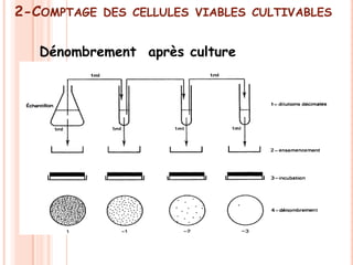2-COMPTAGE   DES CELLULES VIABLES CULTIVABLES


   Dénombrement après culture
 