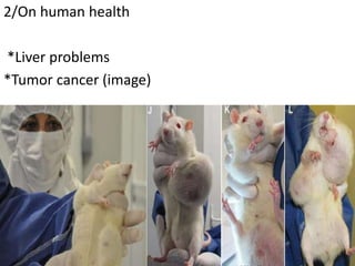 2/On human health 
*Liver problems 
*Tumor cancer (image) 
 
