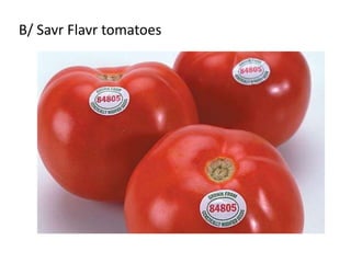 B/ Savr Flavr tomatoes 
 