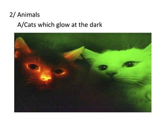 2/ Animals 
A/Cats which glow at the dark 
 