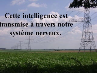 Cette intelligence est transmise à travers notre système nerveux.  