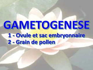 GAMETOGENESE
1 - Ovule et sac embryonnaire
2 - Grain de pollen
 